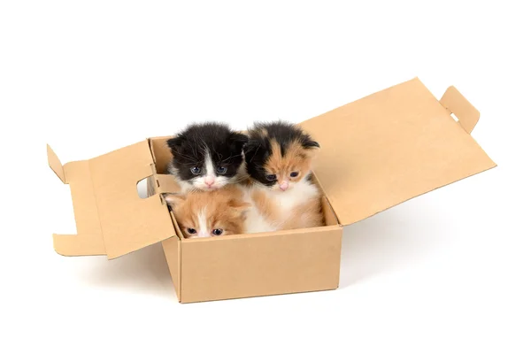 Γατάκια σε ένα κουτί — Φωτογραφία Αρχείου
