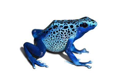 Poison frog clipart
