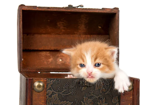 Gatito en una caja — Foto de Stock