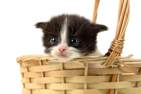 Gatito dentro de una cesta — Foto de Stock