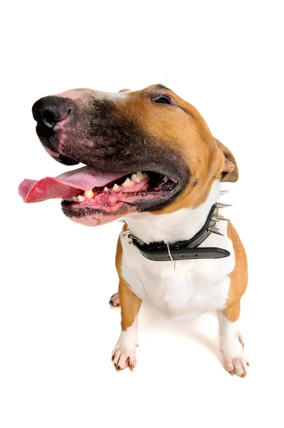 Bull Terrier — Stock Photo, Image