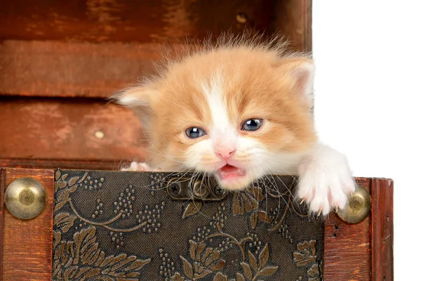 Gatinho em uma caixa — Fotografia de Stock