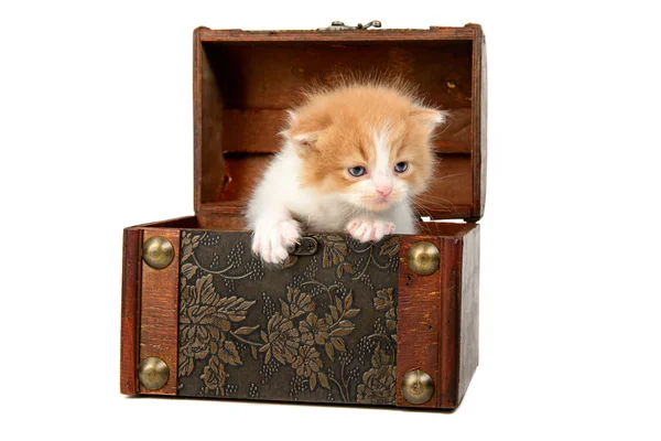 Kattunge i en låda — Stockfoto
