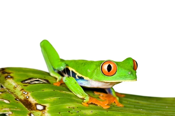 Grenouille à oeil rouge — Photo