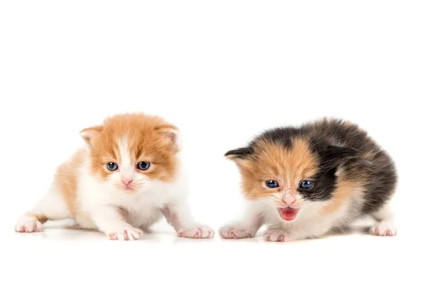 Kittens — Stock Photo, Image