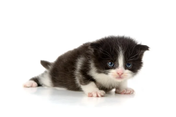 Baby kattunge — Stockfoto