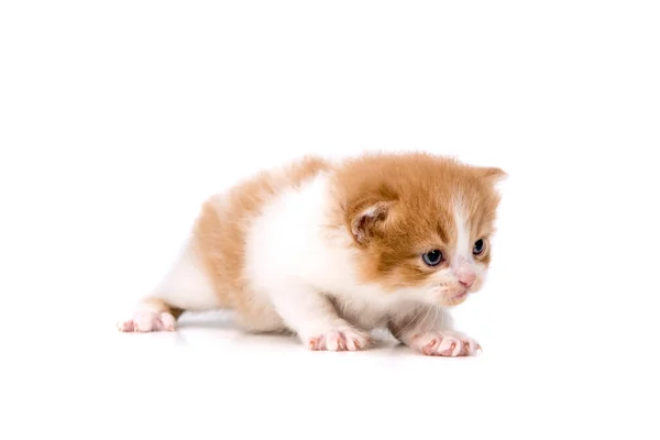 Baby kattunge — Stockfoto