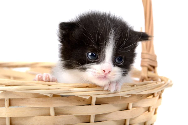 Котёнок в корзине — стоковое фото