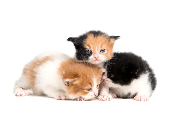 Tres gatitos encantadores — Foto de Stock