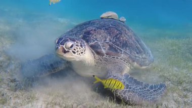 Büyük yeşil kaplumbağa suyun altında. Yaşlı yeşil kaplumbağa su altında besleniyor..