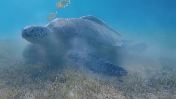 Stor Grön Sköldpadda Vattnet Den Gamla Gröna Sköldpaddan Äter Vattnet — Stockvideo
