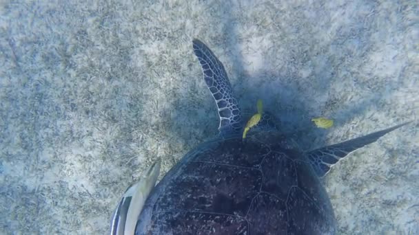 Tortuga Verde Grande Bajo Agua Vieja Tortuga Verde Alimenta Bajo — Vídeos de Stock