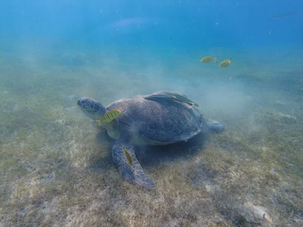 Large Green Turtle Underwater Old Green Turtle Feeds Underwater — Φωτογραφία Αρχείου