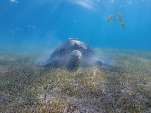 Large Green Turtle Underwater Old Green Turtle Feeds Underwater — Φωτογραφία Αρχείου