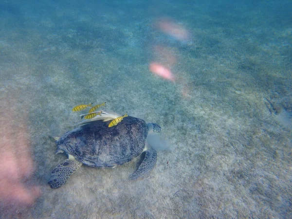 Große Grüne Schildkröte Unter Wasser Die Alte Grüne Schildkröte Ernährt — Stockfoto