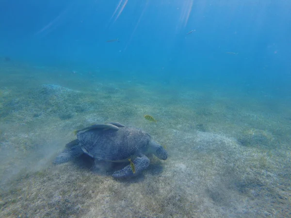 Большая Зеленая Черепаха Водой Старая Зеленая Черепаха Кормится Водой — стоковое фото