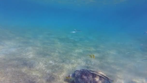 Große Grüne Schildkröte Unter Wasser Die Alte Grüne Schildkröte Ernährt — Stockvideo