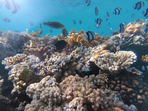 Mundo Submarino Del Mar Rojo Hermosos Corales Peces Bajo Agua — Foto de Stock