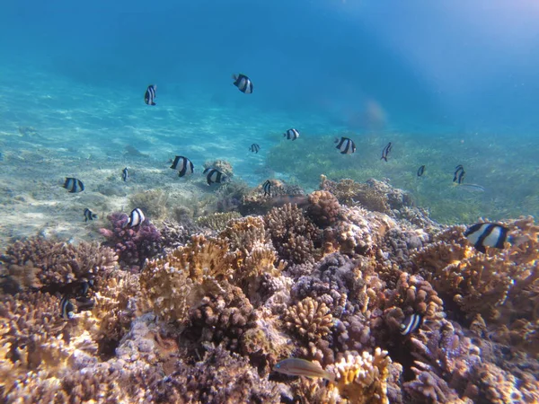 Mundo Submarino Del Mar Rojo Hermosos Corales Peces Bajo Agua — Foto de Stock