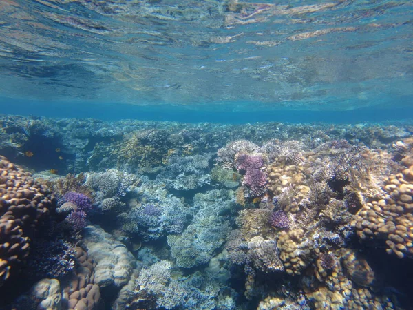 Podwodny Świat Morza Czerwonego Piękne Koralowce Ryby Pod Wodą Uwolnienie — Zdjęcie stockowe