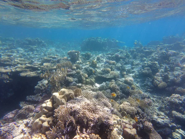Mondo Sottomarino Del Mar Rosso Bellissimi Coralli Pesci Sott Acqua — Foto Stock