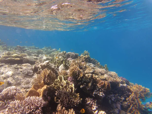 Underwater World Red Sea Beautiful Corals Fish Underwater Freediving — Φωτογραφία Αρχείου