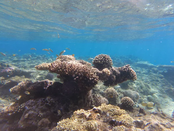 Mundo Submarino Del Mar Rojo Hermosos Corales Peces Bajo Agua — Foto de Stock