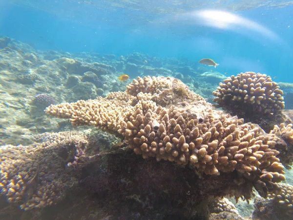 Underwater World Red Sea Beautiful Corals Fish Underwater Freediving — Φωτογραφία Αρχείου