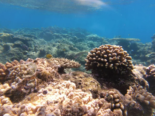 Mundo Submarino Del Mar Rojo Hermosos Corales Peces Bajo Agua — Foto de Stock