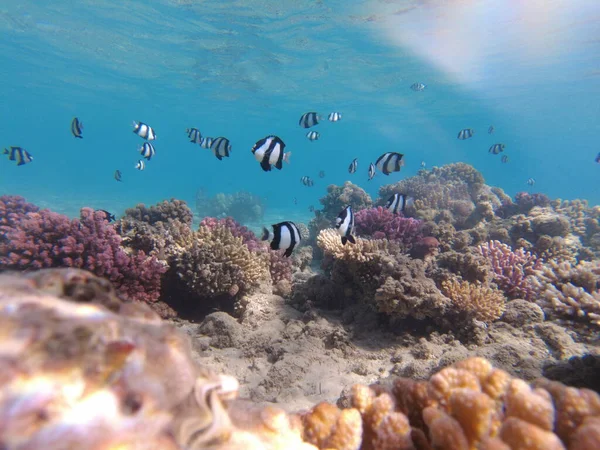 Mundo Submarino Del Mar Rojo Hermosos Corales Peces Bajo Agua —  Fotos de Stock