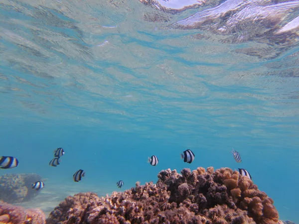 Röda Havets Undervattensvärld Vackra Koraller Och Fisk Vattnet Fridykning — Stockfoto