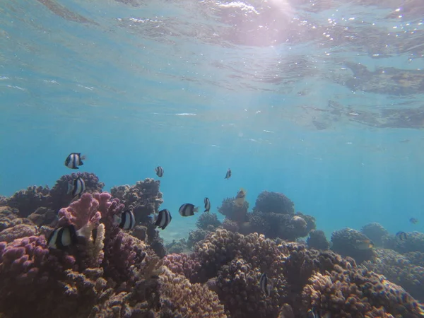 Underwater World Red Sea Beautiful Corals Fish Underwater Freediving — Φωτογραφία Αρχείου