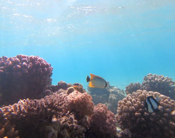 Подводный Мир Красного Моря Красивые Кораллы Рыба Водой Фридайвинг — стоковое фото