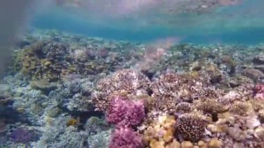 Kızıl Deniz 'in sualtı dünyası. Güzel mercanlar ve suyun altındaki balıklar. Serbest Dalış.
