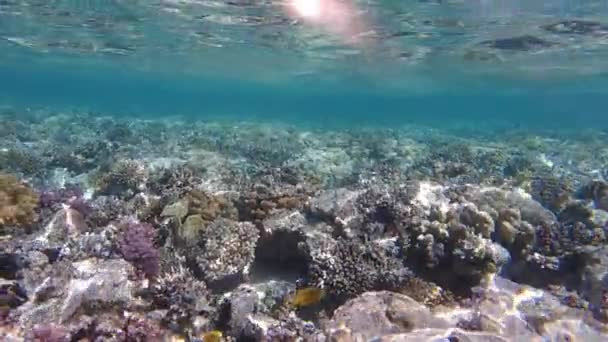 紅海の水中世界 美しいサンゴや魚の水中 フリーダイビング — ストック動画