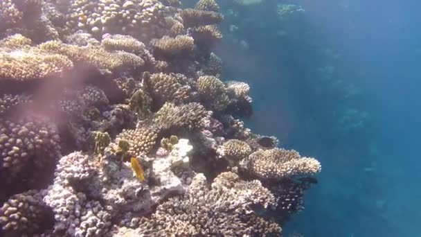 紅海の水中世界 美しいサンゴや魚の水中 フリーダイビング — ストック動画