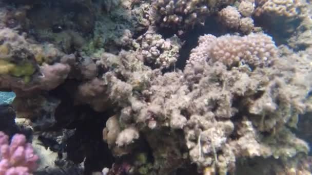 Подводный Мир Красного Моря Красивые Кораллы Рыба Водой Фридайвинг — стоковое видео