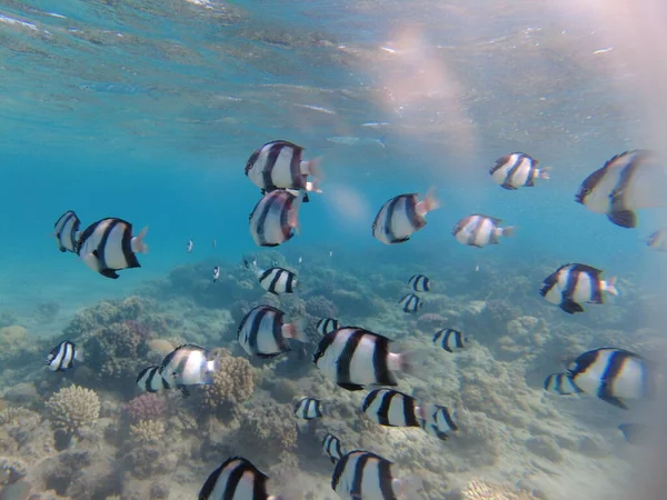 Mundo Submarino Del Mar Rojo Hermosos Corales Peces Bajo Agua — Foto de Stock