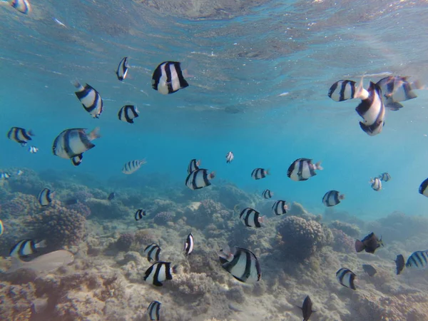Röda Havets Undervattensvärld Vackra Koraller Och Fisk Vattnet Fridykning — Stockfoto