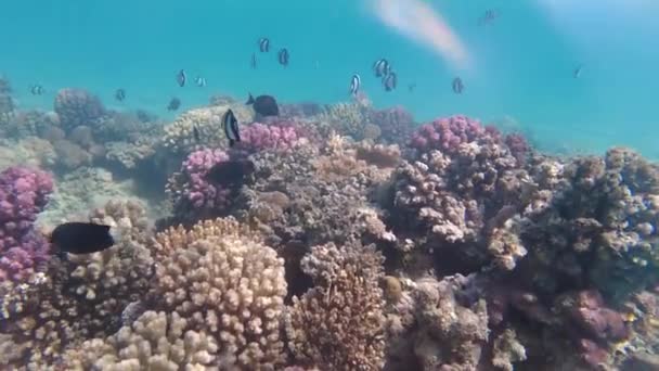 Underwater World Red Sea Beautiful Corals Fish Underwater Freediving — Αρχείο Βίντεο