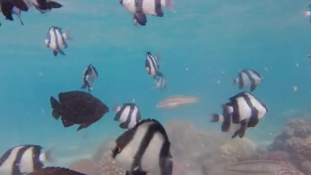 Mundo Subaquático Mar Vermelho Lindos Corais Peixes Debaixo Água Mergulho — Vídeo de Stock