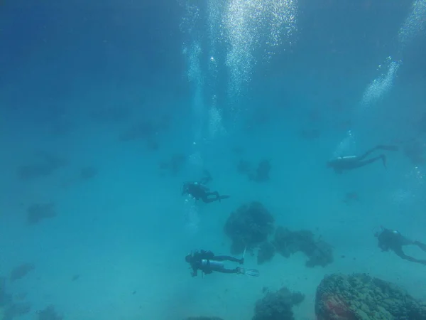 Scuba潜水员在水下在海底的一组潜水者 红海海底世界The Underwater World Red Sea 漂亮的珊瑚和水下的鱼免费提供 — 图库照片