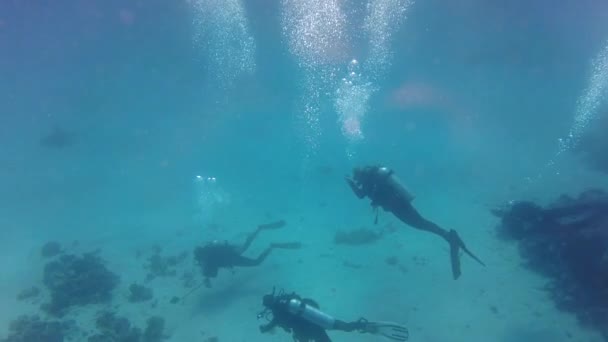 Buceador Bajo Agua Grupo Buceadores Fondo Del Mar Mundo Submarino — Vídeos de Stock