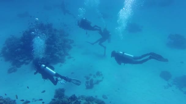 Taucher Unter Wasser Eine Gruppe Von Tauchern Auf Dem Meeresgrund — Stockvideo