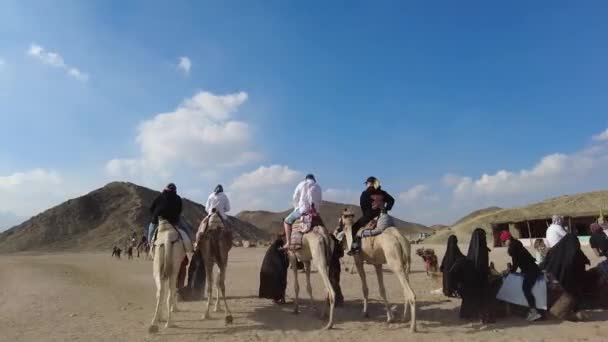 Safaga Hurghada Egitto Gennaio 2022 Beduini Cavalcano Turisti Sui Cammelli — Video Stock