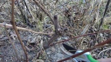 Mezhepçilerle bahar üzümlerini budamak. Kuru erik dalı keser. Yakın plan..
