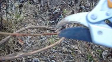 Mezhepçilerle bahar üzümlerini budamak. Kuru erik dalı keser. Yakın plan..