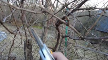 Mezhepçilerle bahar üzümlerini budamak. Kuru erik dalı keser. Yakın plan..