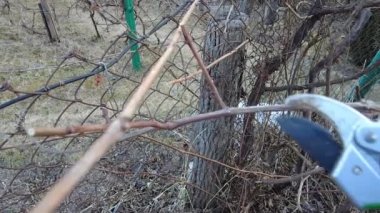 Mezhepçilerle bahar üzümlerini budamak. Kuru erik dalı keser. Yakın plan..