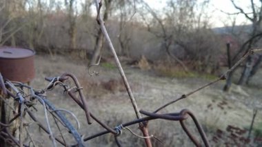 Mezhepçilerle bahar üzümlerini budamak. Kuru erik dalı keser. Yakın plan..
